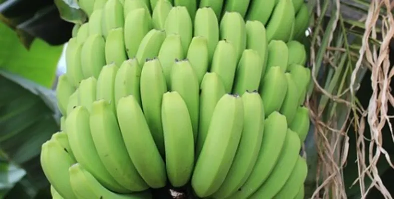 How to make green bananas ripen faster