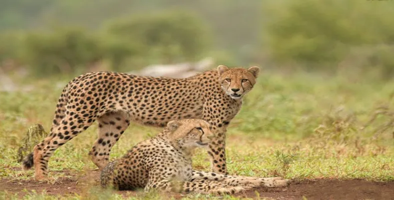 Top 15 Amazing Animals in the World