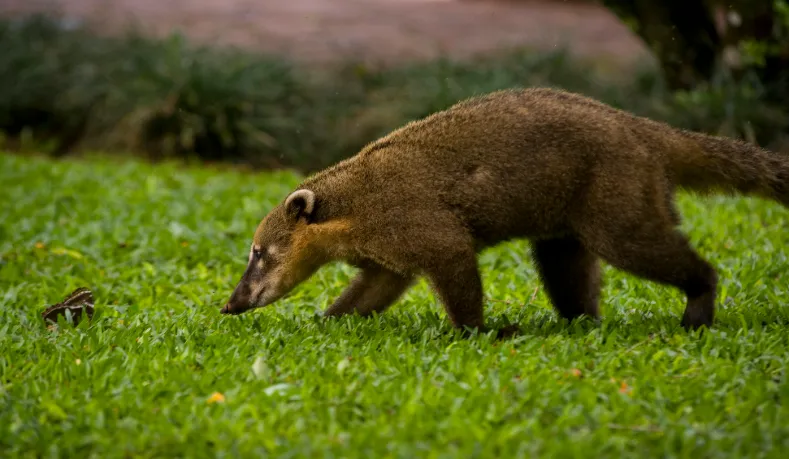 The most dangerous animals to keep as pets