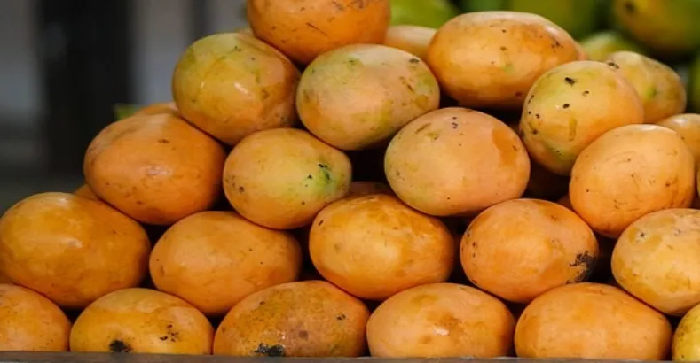 Popular Varieties of Mangoes in India