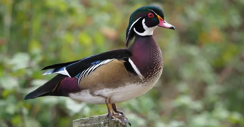 Most Beautiful Birds in the World