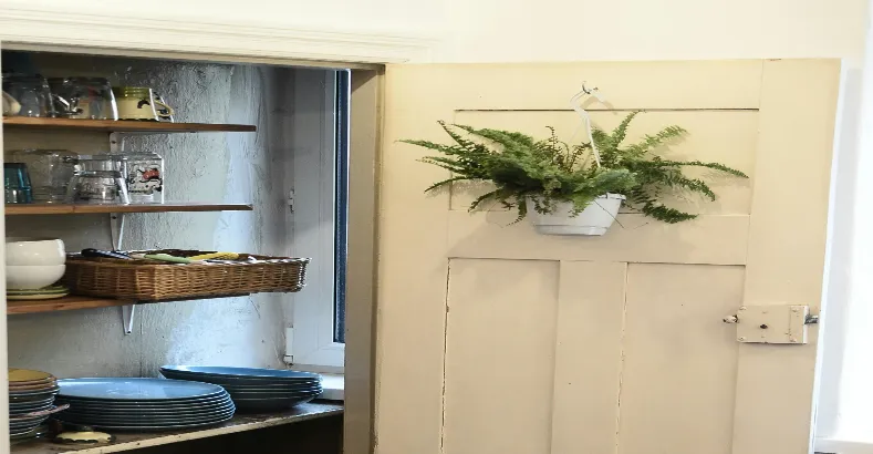 How to get rid of house lizards?