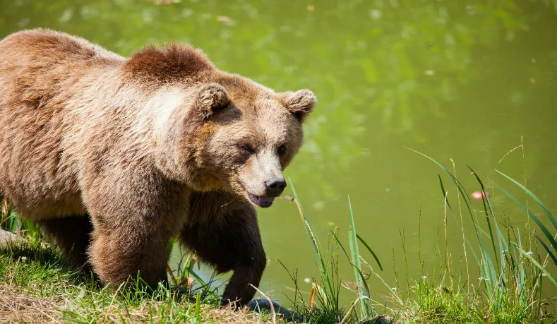 The most dangerous animals to keep as pets