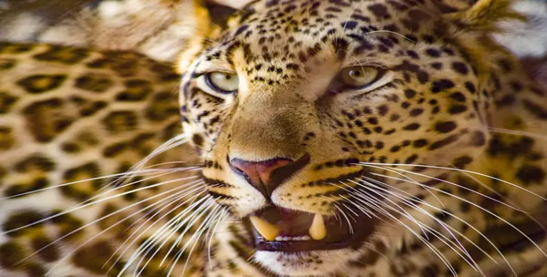 Dangerous animals to keep as pets