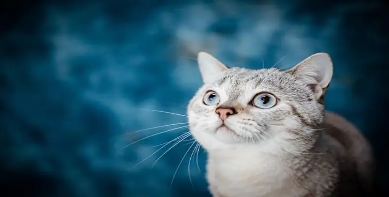 What Animals Make the Best Pets?