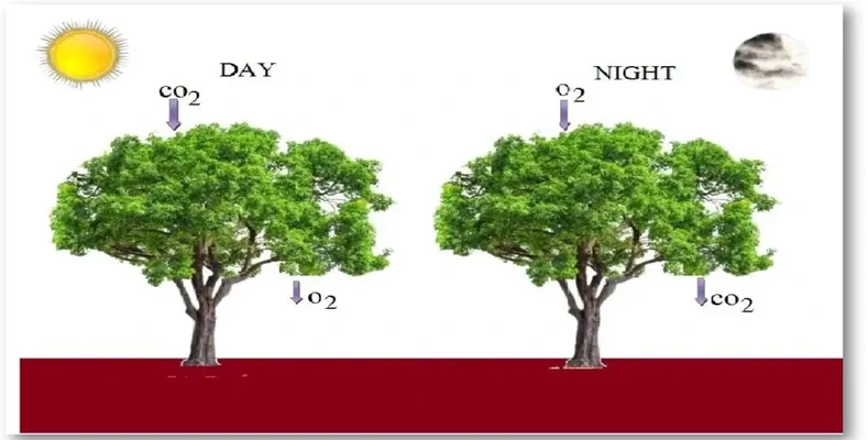 Don't sleep under a tree at night Why?