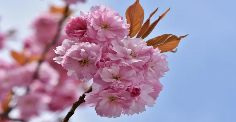 Most Beautiful Flowers in the World