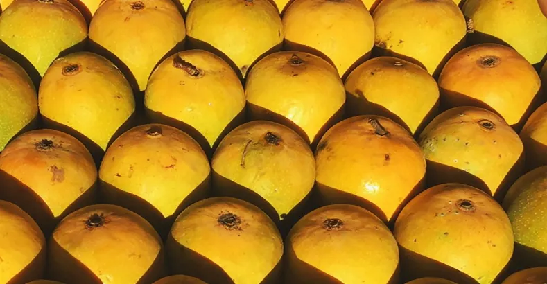 Popular Varieties of Mangoes in India