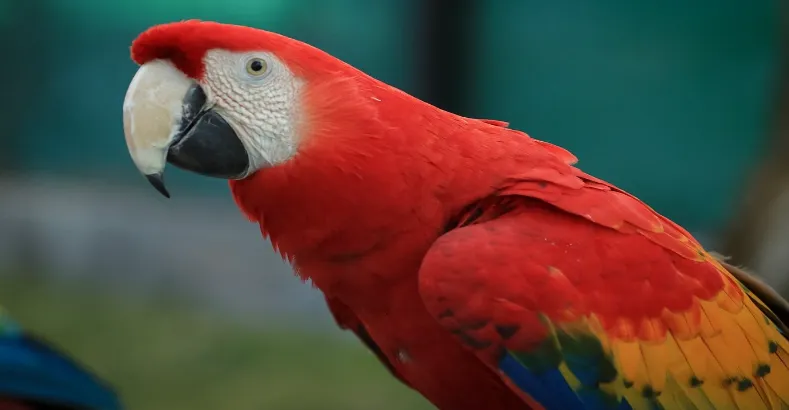 Most Beautiful Birds in the World