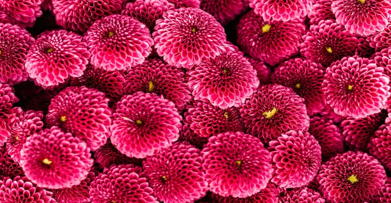 Most Beautiful Flowers in the World