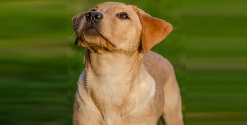 7 Most Intelligent Animals in the World