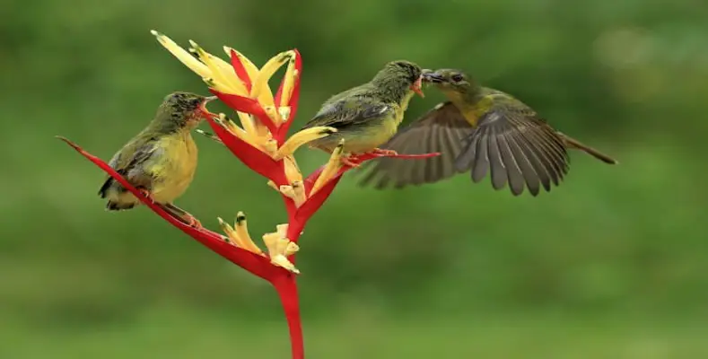 How to attract birds to the garden