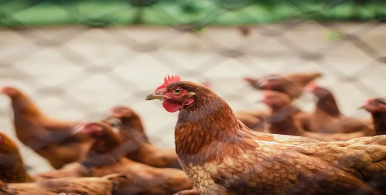 How to Make Career in Poultry