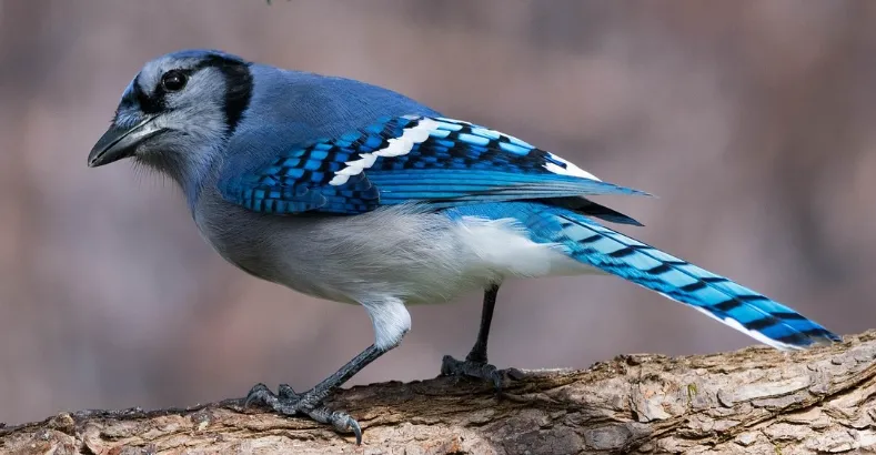 Most Beautiful Birds in the World