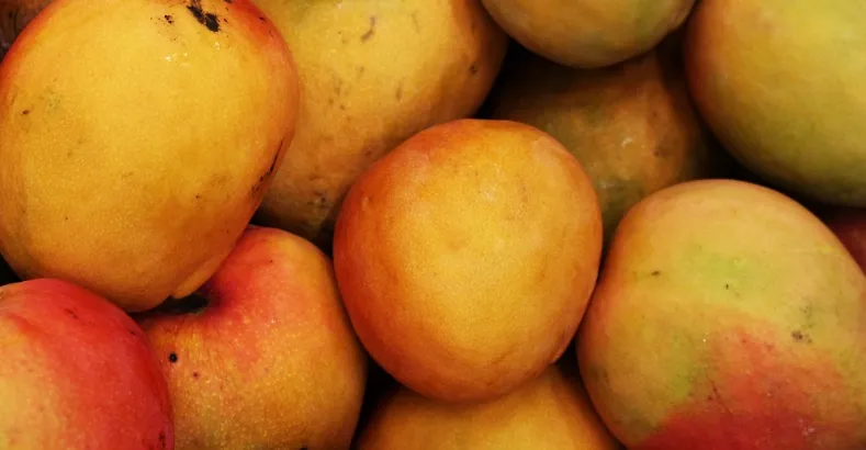 Popular Varieties of Mangoes in India