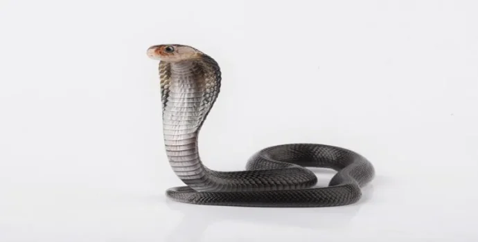 Importance of the Festival of Nag Panchami