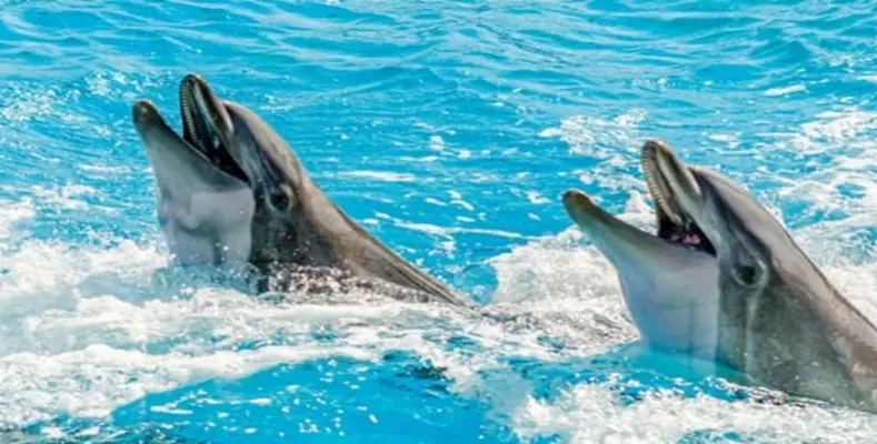 7 Laughing Animals