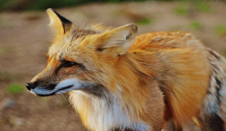 The most dangerous animals to keep as pets