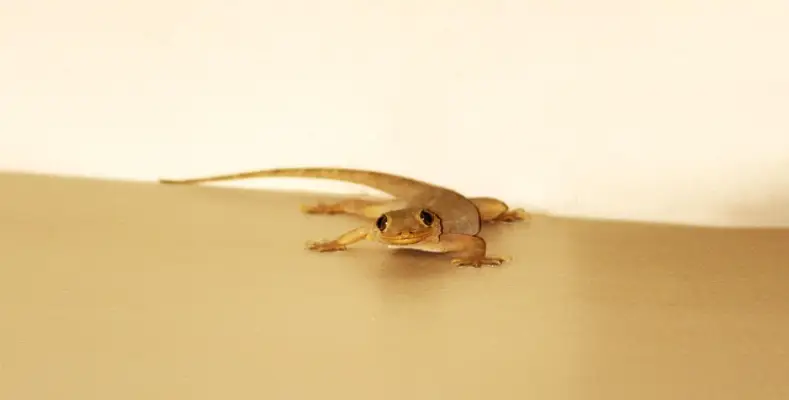 Know The Facts About The House Lizards