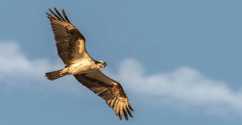 Top 15 Amazing Animals in the World