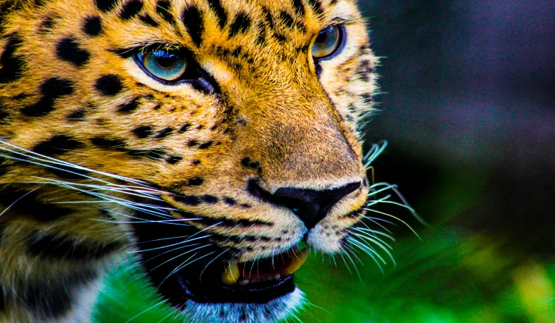 The most dangerous animals to keep as pets