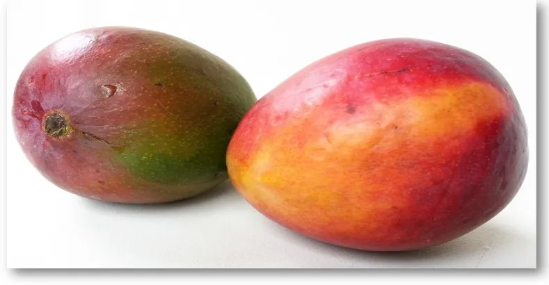 Popular Varieties of Mangoes in India