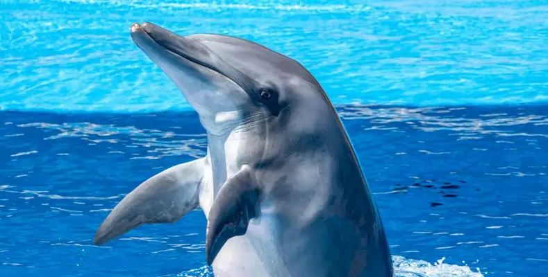 7 Most Intelligent Animals in the World