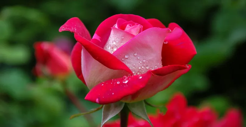 Most Beautiful Flowers in the World