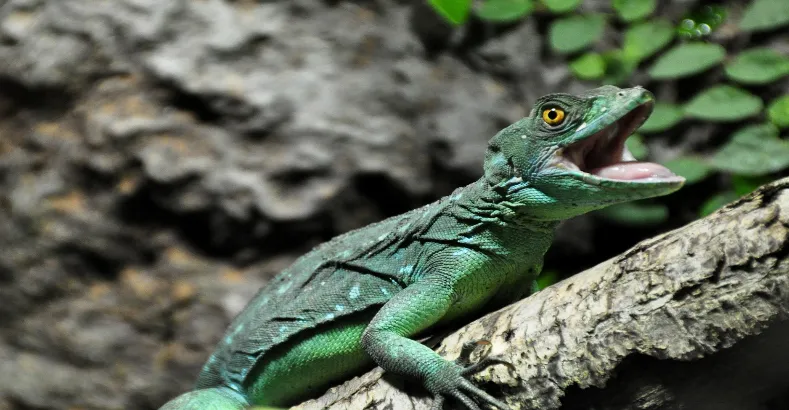Top 15 Amazing Animals in the World