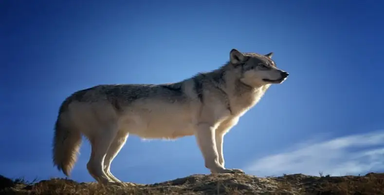 Animal Comparison