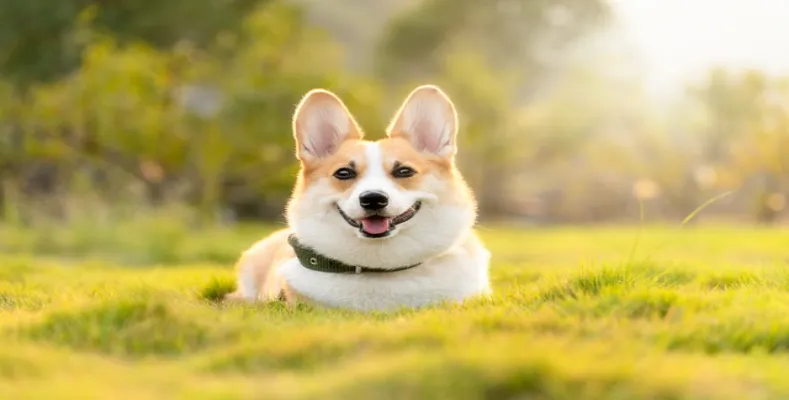 My Favourite Animal