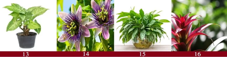 20 Plants that Release Oxygen at Night